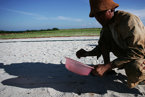 Hành, Tỏi giống được vùi vào giữa lớp cát trắng xốp trên bề mặt rẫy.