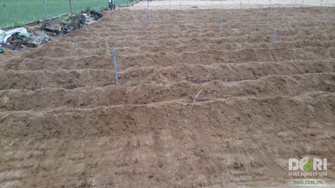 trồng hành tỏi Lý Sơn hữu cơ - Cào toàn bộ lớp cát pha và cát trắng thành từng hàng (cào qua lấp lại - dùng lại)