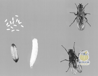 Vòng đời của ruồi Delia Antiqua