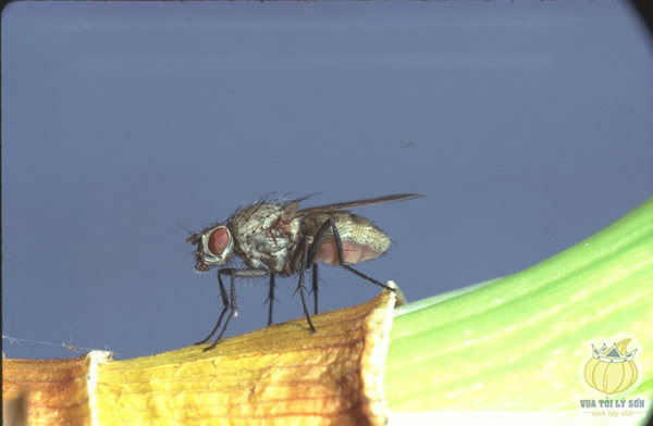 Loài ruồi đục thân, củ hành tỏi Delia Antiqua