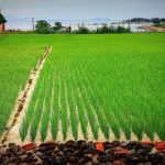Phát triển sản xuất nông nghiệp bền vững ở Lý Sơn: Những vấn đề đặt ra