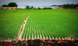 Phát triển sản xuất nông nghiệp bền vững ở Lý Sơn: Những vấn đề đặt ra